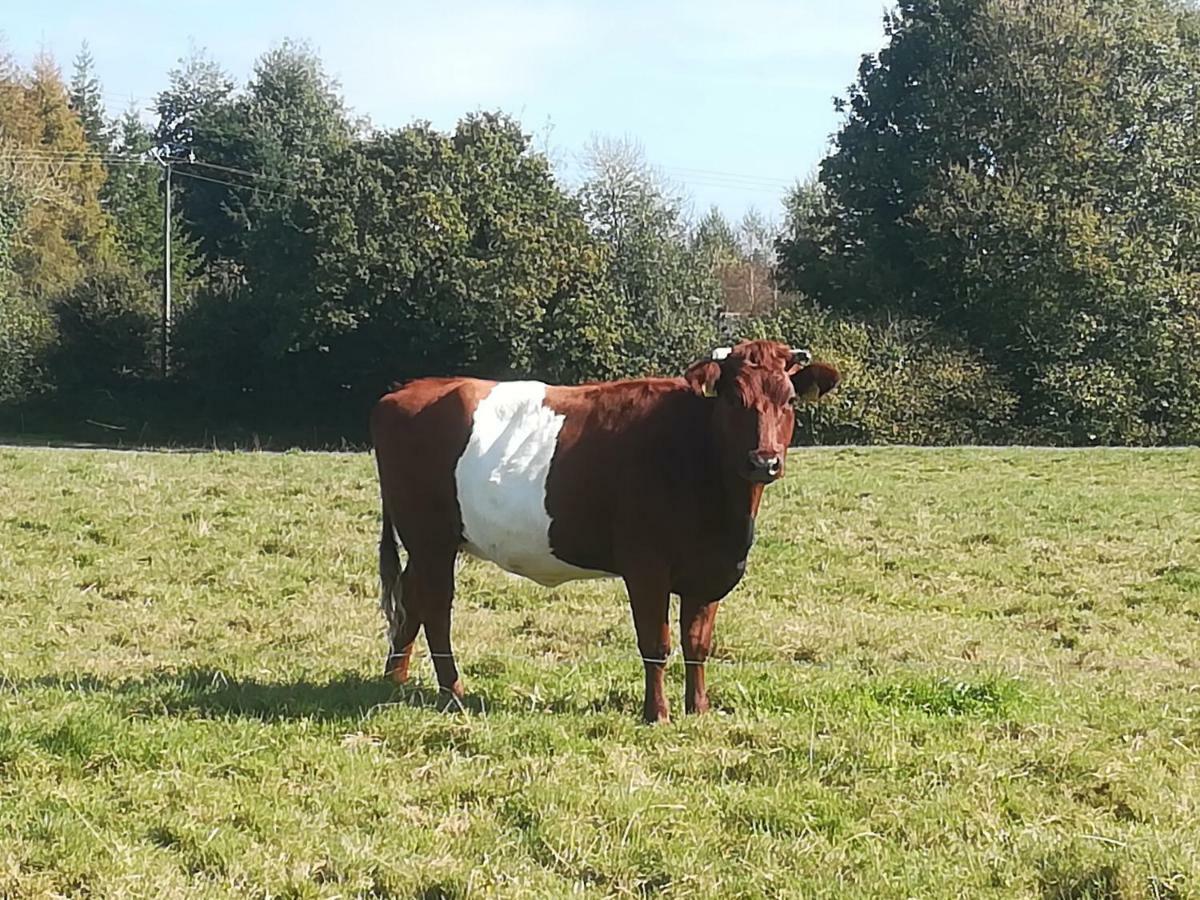 Gite Ti-Maes Briec Buitenkant foto